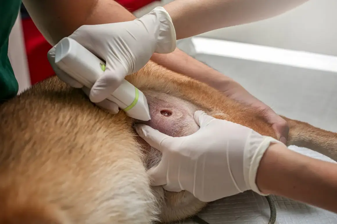 Veterinario examinando un absceso en un perro. Las fotos de abscesos en perros son importantes para el diagnóstico.
