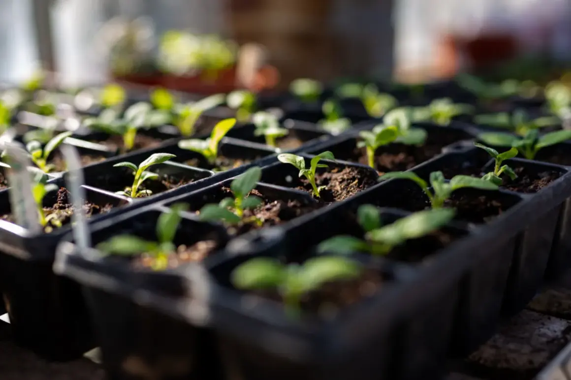 Młode sadzonki w wielodoniczkach, gotowe do przesadzenia. Idealny czas, by zastanowić się, co siać w marcu.