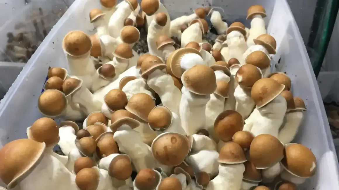Grupka grzybów psylocybinowych z brązowymi kapeluszami i białymi trzonkami w plastikowym pojemniku.