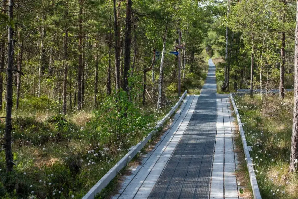 En träspång leder genom en lummig skog med tallar och björkar. Komosse naturreservat bjuder på en vacker promenad bland gräs och små vita blommor.