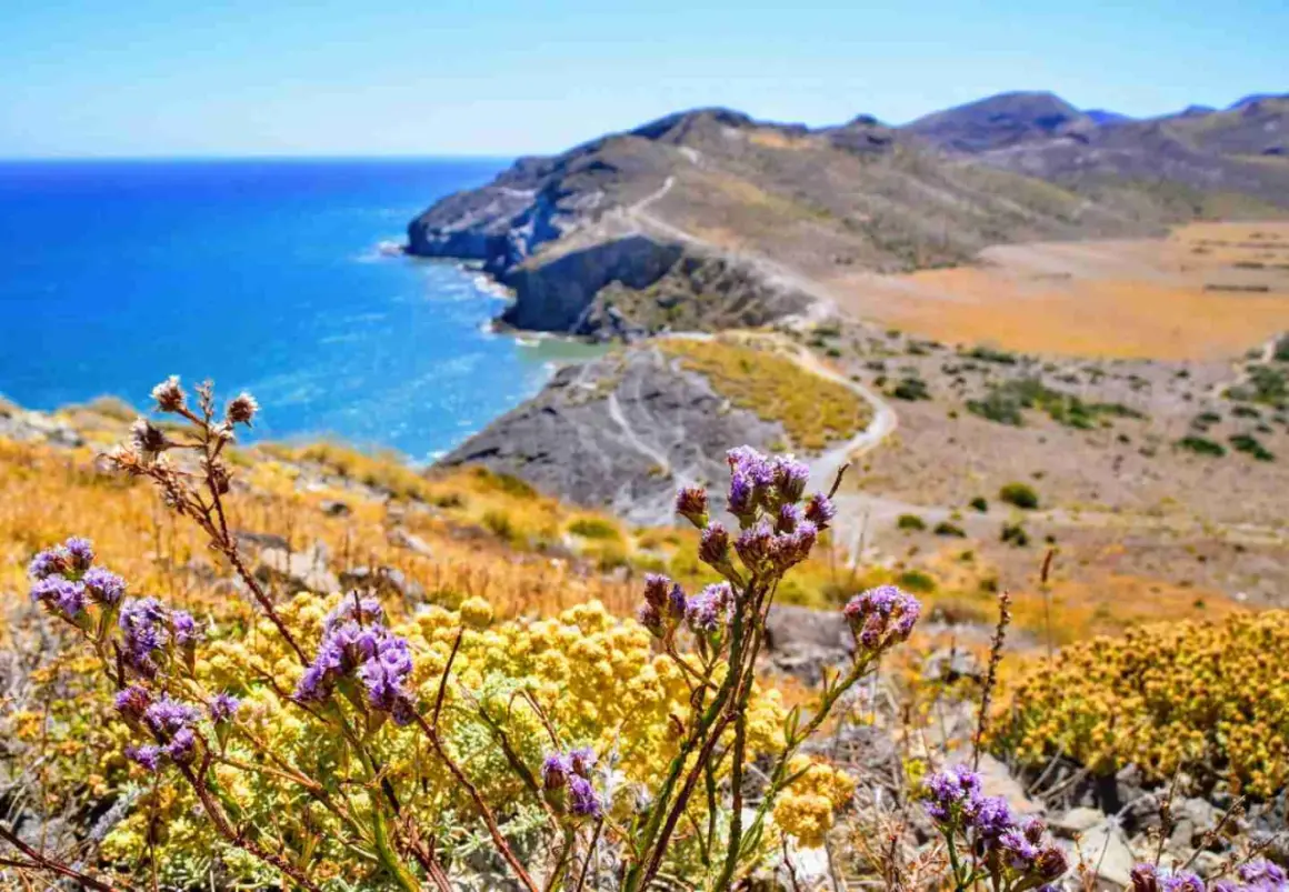 Flores moradas y amarillas en primer plano, con el mar azul y las colinas del morrón de los genoveses al fondo.