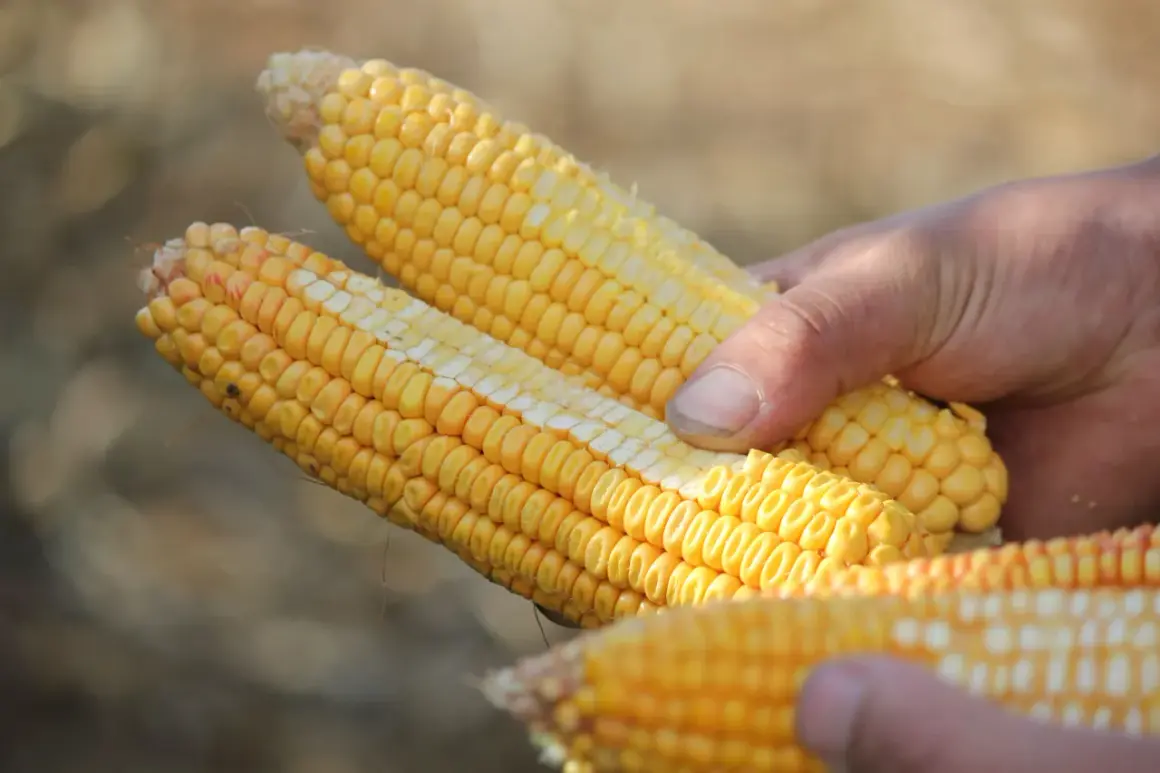 Mains tenant des épis de maïs prêts pour l'ensilage. Le maïs est jaune vif, avec des grains serrés.