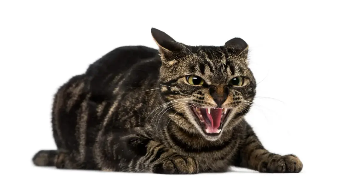 Eine getigerte Katze faucht sich an, mit weit geöffnetem Maul und sichtbaren Zähnen. Sie ist bereit, sich zu verteidigen.