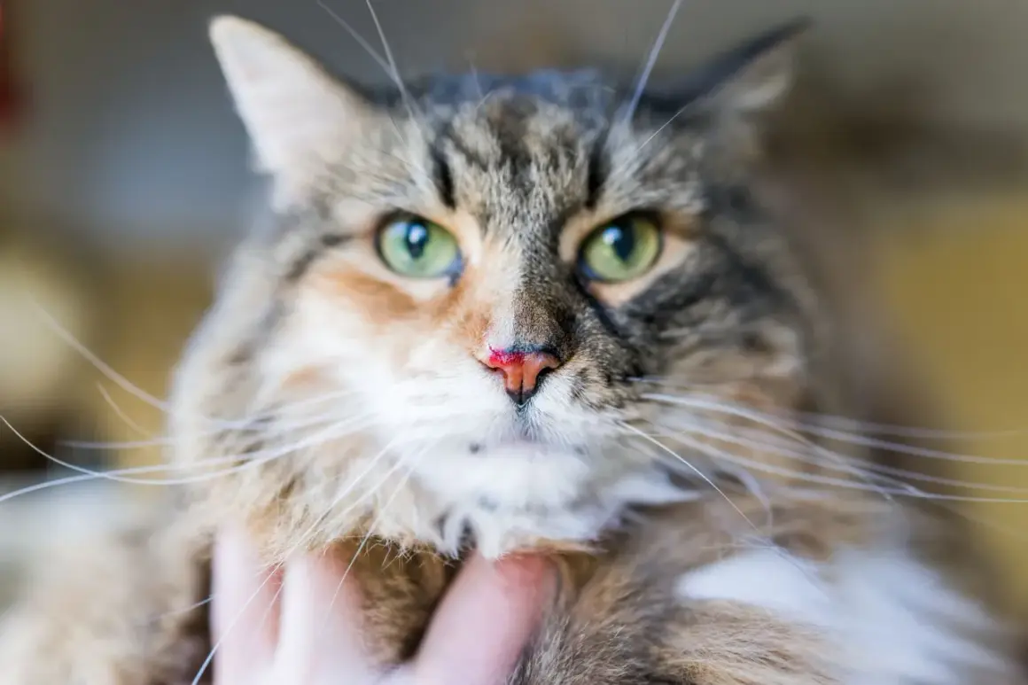 Gros plan sur un chat tigré aux yeux verts, le nez légèrement rougi, comme s'il avait eu un petit accident.