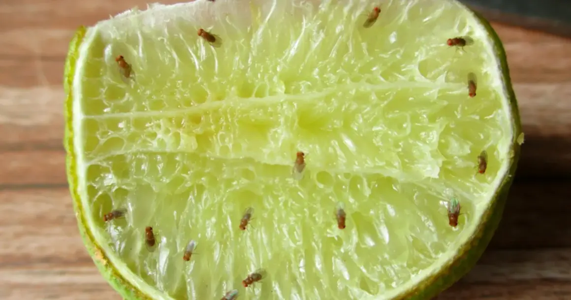 Dziwne małe muszki w domu znalazły ucztę na soczystej połówce limonki.