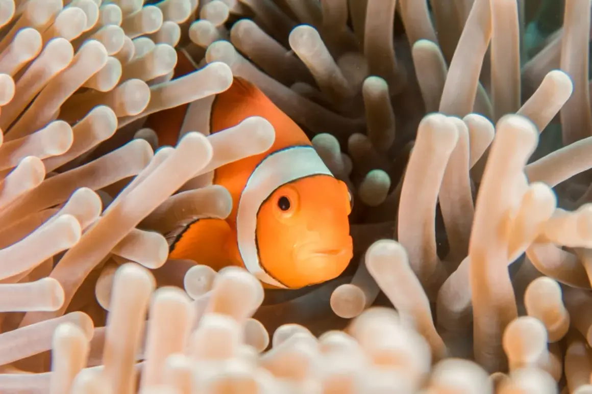 A clownfish peeks out from its anemone home. These aquarium photos capture the vibrant colors of marine life.