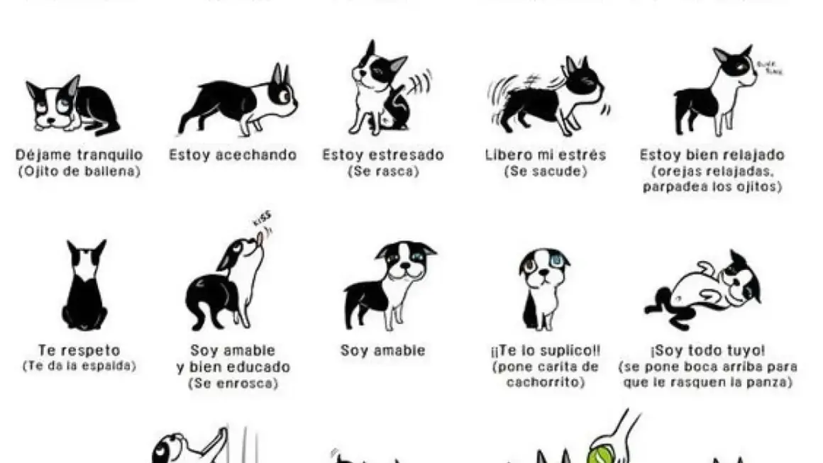 Ilustración de perros mostrando señales de calma y estrés. Cada dibujo representa una emoción canina, desde "Déjame tranquilo" hasta "Soy todo tuyo".