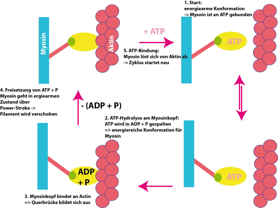 Schema der Gleittheorie der Muskelkontraktion: Myosin bindet an Aktin, löst sich mit ATP, bildet Querbrücken und verschiebt das Filament.