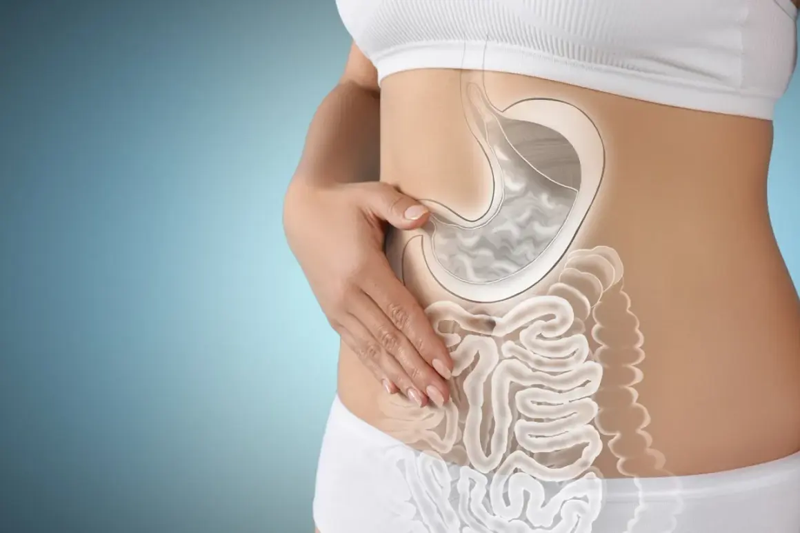 Vue du système digestif humain, montrant l'estomac et les intestins. Le temps de digestion est essentiel pour une bonne santé.