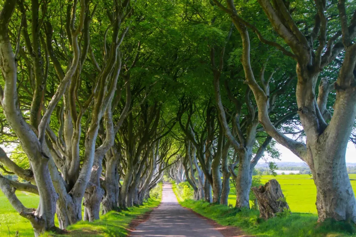 En allé av gamla träd där Game of Thrones spelades in.