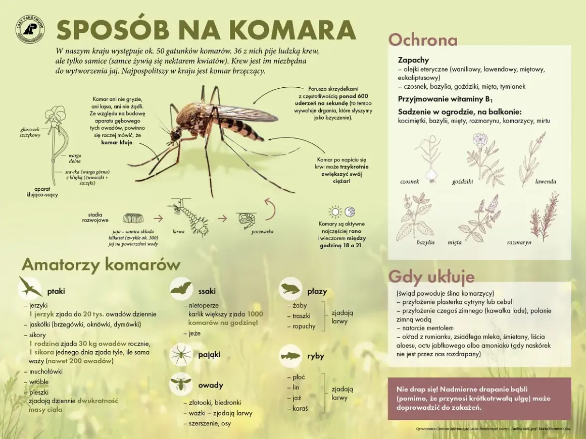 Ilustracja przedstawia komara z opisem jego budowy, cyklu życiowego i naturalnych wrogów.