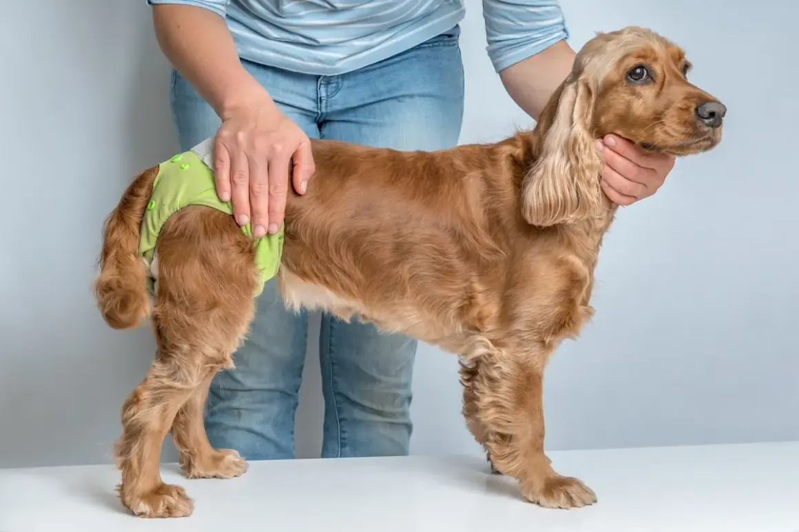 Un cocker spaniel porte une culotte pour chien, peut-être pour gérer ses règles.