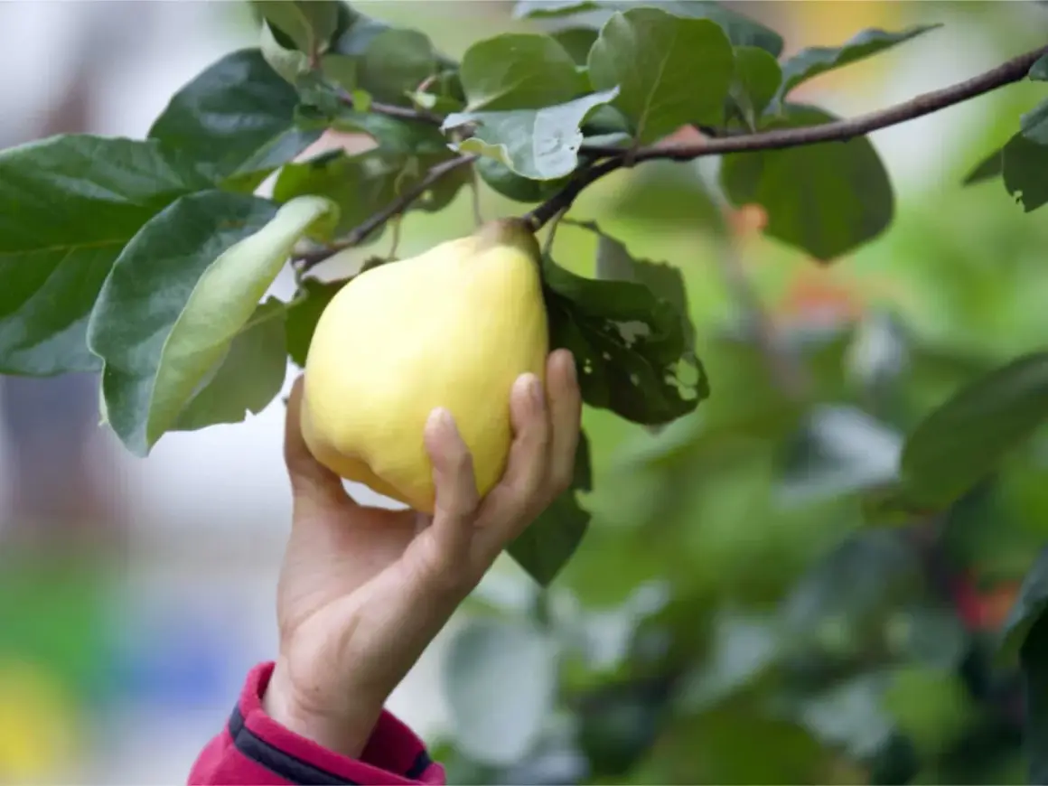 Eine Hand pflückt eine reife, gelbe Quitte vom Baum. Die Blätter sind grün und üppig. Es ist Quittenzeit!