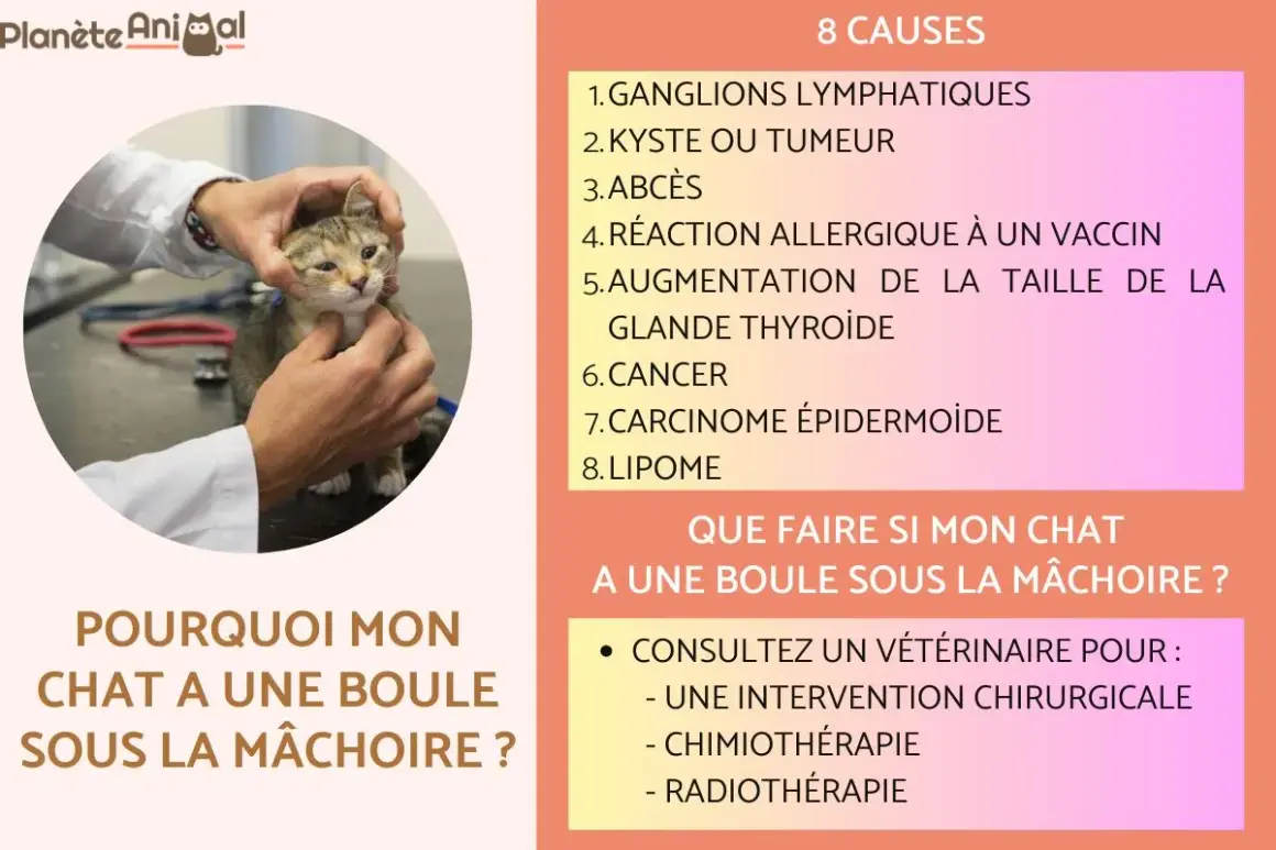 Un vétérinaire examine un chat, cherchant la cause d'une boule sous la mâchoire. L'image liste 8 causes possibles, dont un kyste ou une tumeur.