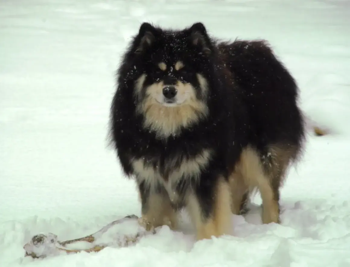 Czarny fiński lapphund z kremowymi znaczeniami, w śniegu, z kością. Hodowla tych psów to pasja.