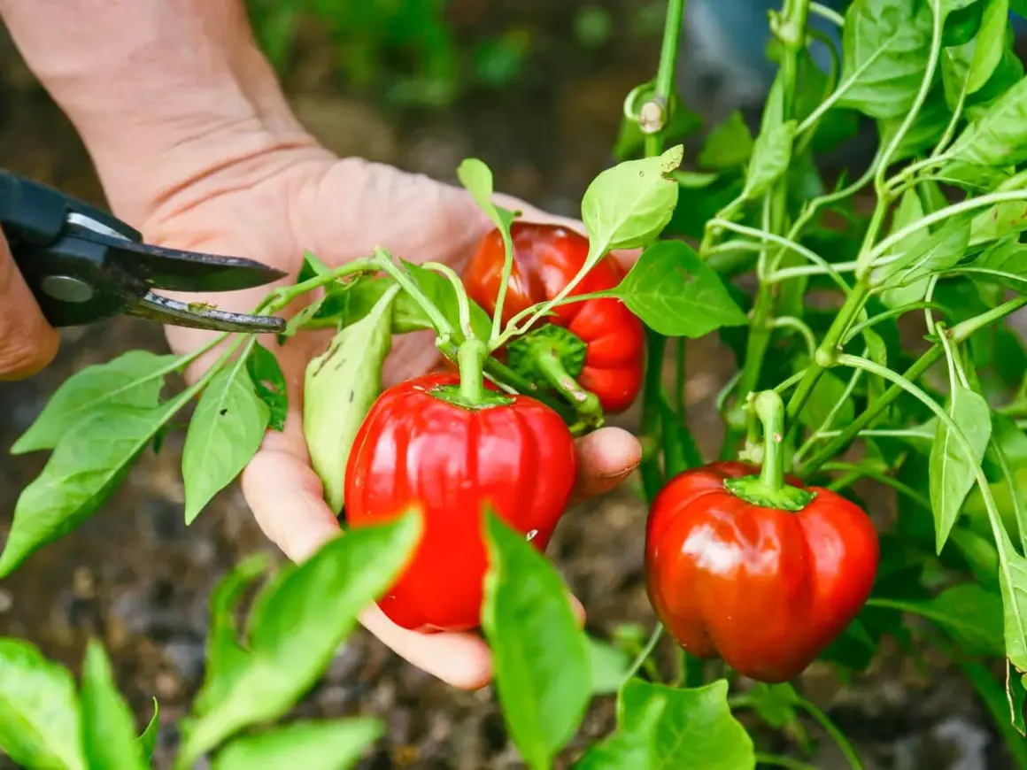 Hände ernten reife, rote Paprika von Pflanzen. Ein kleiner Schnitt mit der Schere, um die Früchte zu pflücken.