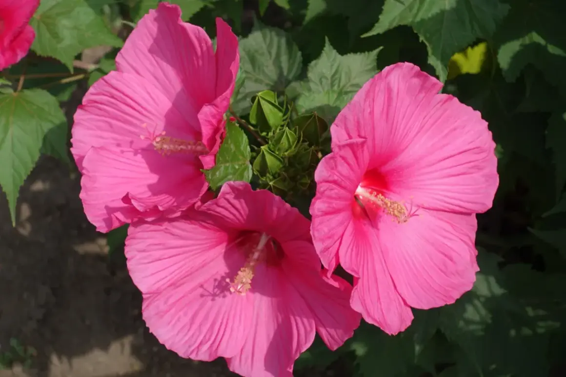 Trzy duże, różowe kwiaty hibiskusa bagiennego kwitną bujnie. Ich uprawa jest satysfakcjonująca.