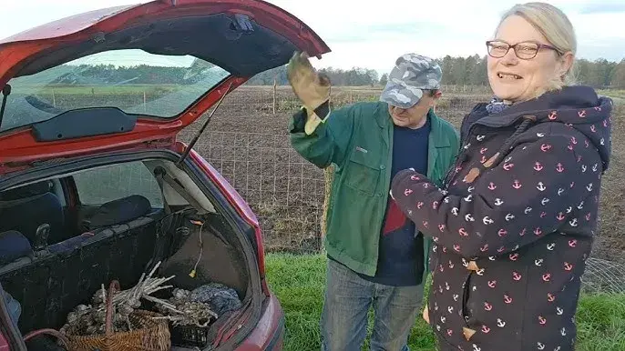 Kiedy sadzić cebulę i czosnek, aby uniknąć błędów w ogrodzie