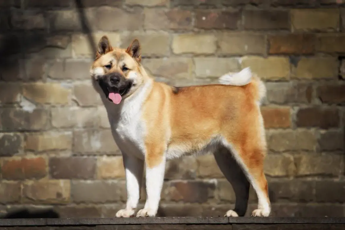 Un maestoso akita americano gigante, con il pelo fulvo e bianco, sorride con la lingua fuori, appoggiato su un muretto davanti a un muro di mattoni.