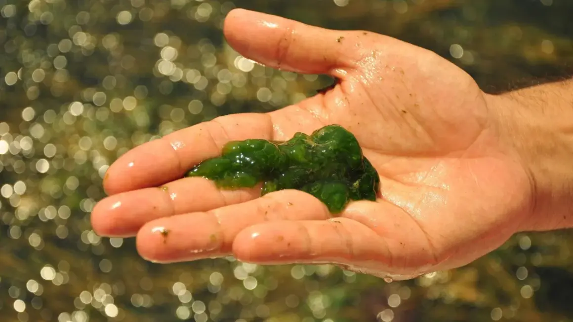 Main d'une personne tenant une masse gélatineuse verte, du plancton algue, sur un fond flou de reflets lumineux dans l'eau.