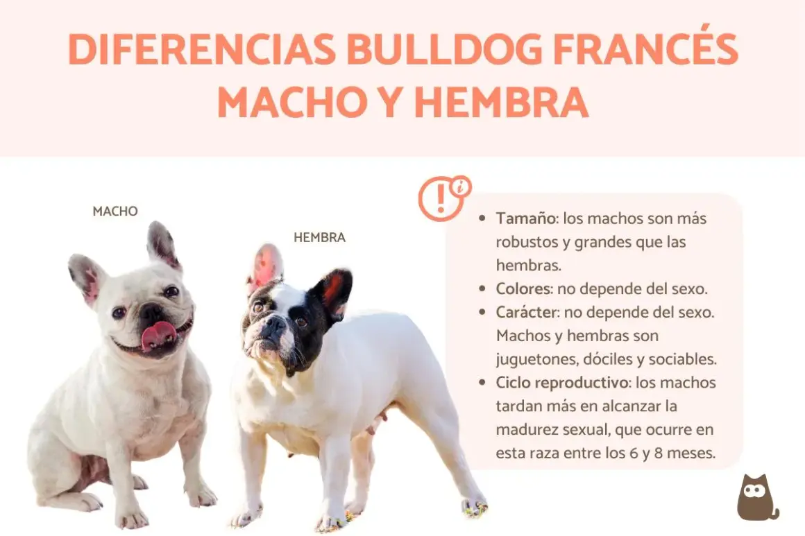 Un buldog francés macho blanco y sonriente junto a una hembra de buldog francés blanco y negro. La imagen compara diferencias entre machos y hembras.