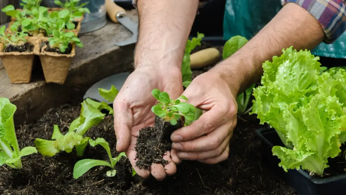 Mani che piantano piantine in terra fertile. Un esempio pratico su come fare l'orto biologico, con lattughe rigogliose pronte per essere raccolte.