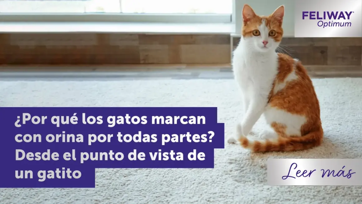 Gato naranja y blanco sentado en alfombra. El texto pregunta por qué las gatas marcan territorio con orina.