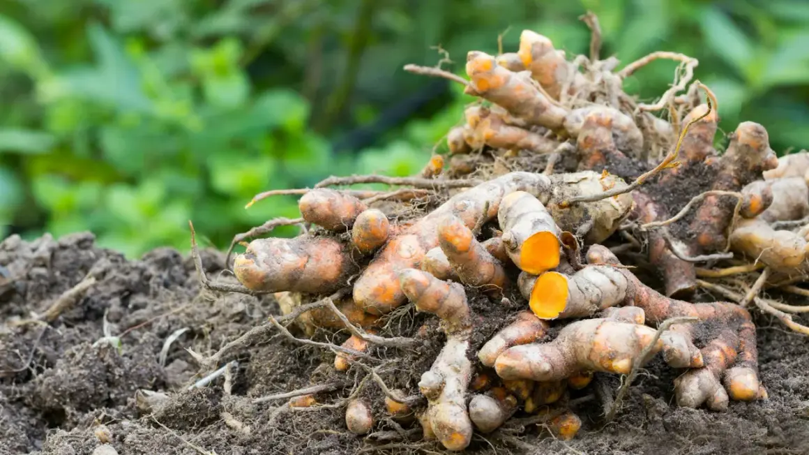 Frisch geerntete Kurkumawurzeln liegen auf der Erde. Die leuchtend orangefarbene Schnittfläche der Kurkumapflanze verrät ihr Potenzial.