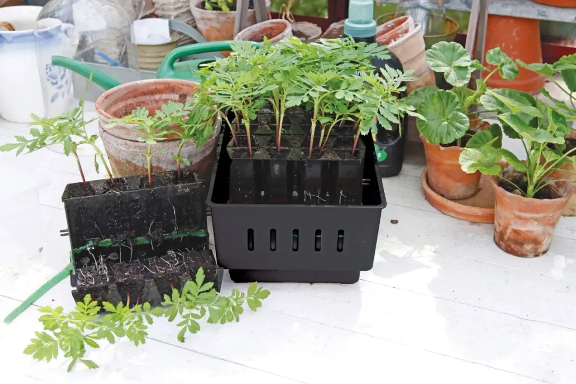 Små plantor i svarta odlingskuber, redo att planteras ut. En stor odlingslåda med flera plantor i, en annan med synliga rötter. En "rootmaster" för en lyckad start.