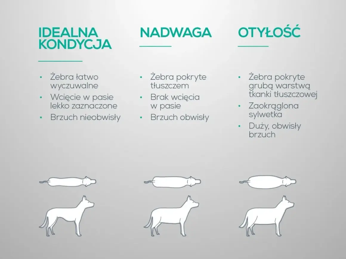 Jak odchudzić psa? Porównanie idealnej kondycji, nadwagi i otyłości u psów. Widoczne różnice w budowie ciała i wyczuwalności żeber.