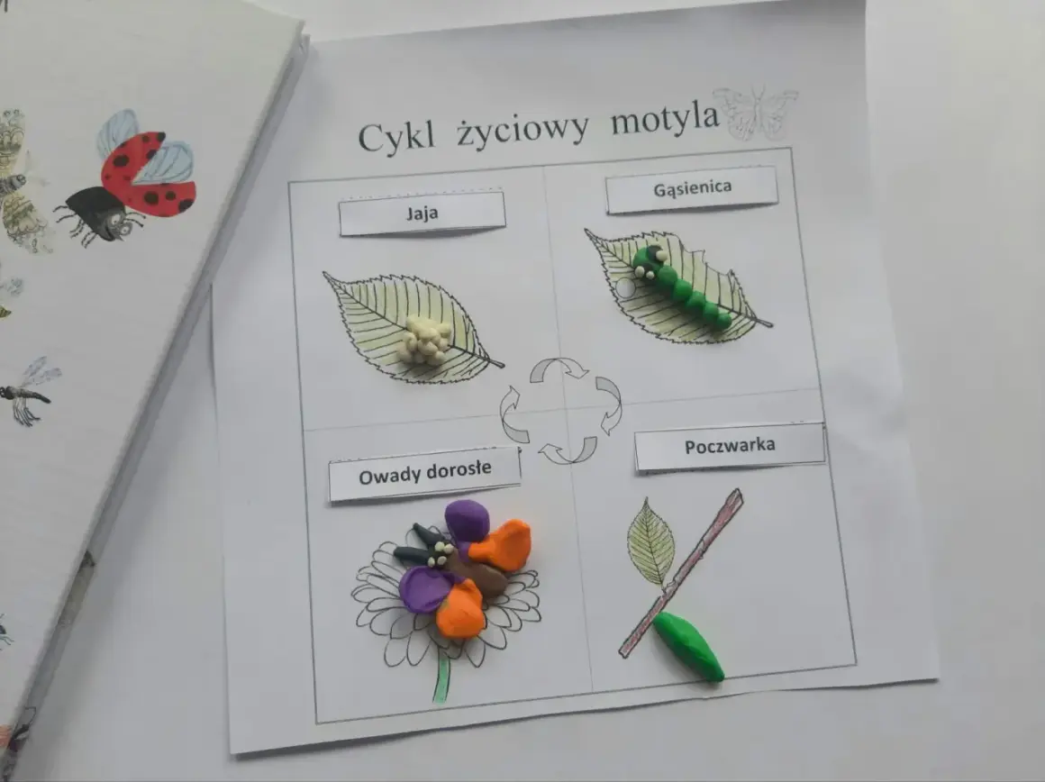 Cykl życiowy motyla z plasteliny: jaja, gąsienica, poczwarka i dorosłe owady na kwiatku.