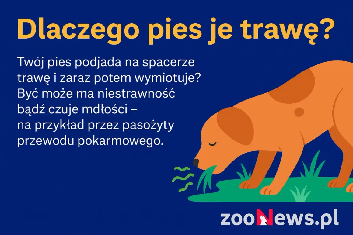 Dlaczego pies je trawę? Może to niestrawność lub mdłości, np. przez pasożyty. Pies podjada trawę i potem wymiotuje.