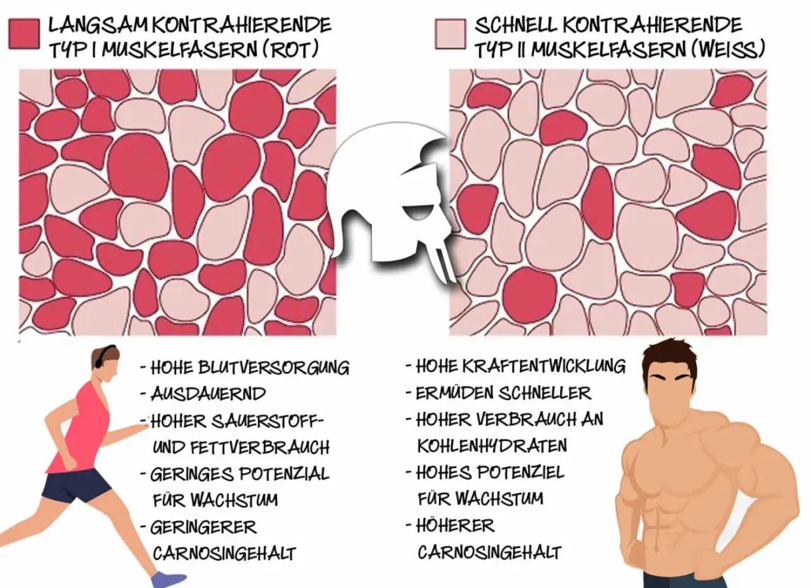 Vergleich von Muskelfasertypen 1 (rot, ausdauernd) und 2 (weiß, kraftvoll).