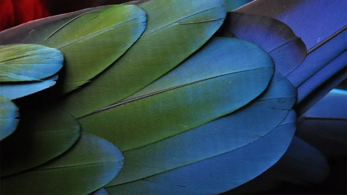 Zbliżenie na pióra papugi, zielono-niebieskie odcienie, widoczne delikatne linie. Technika focus stacking uwydatnia każdy szczegół.