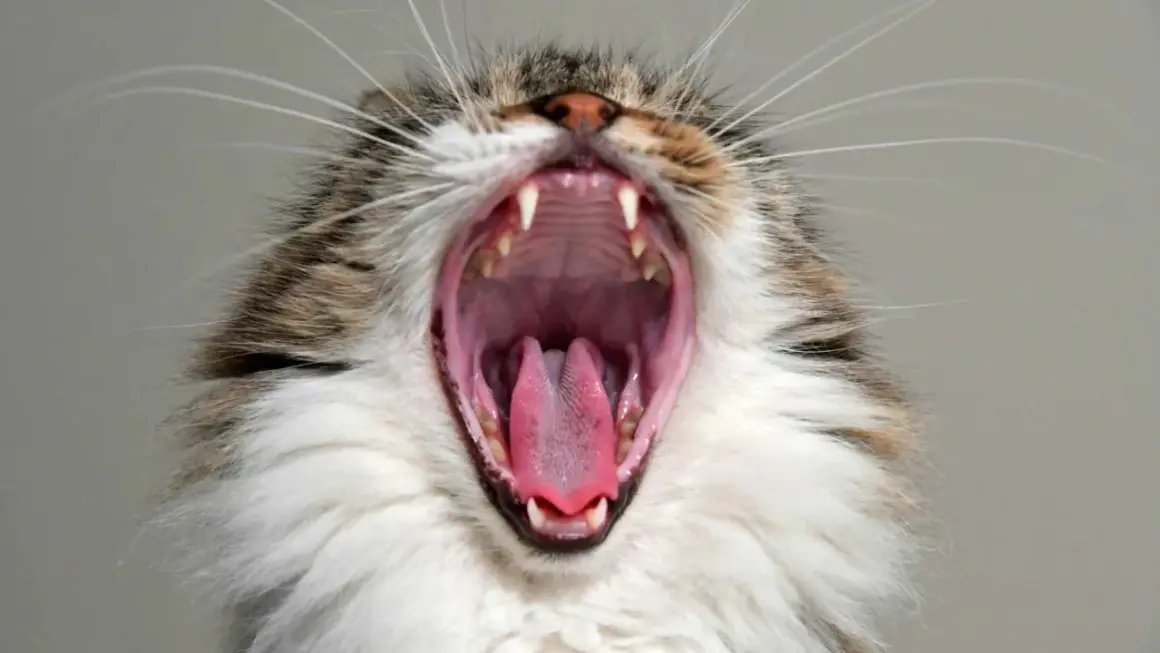 ¿A los gatos se les caen los dientes de leche? Todo lo que debes saber