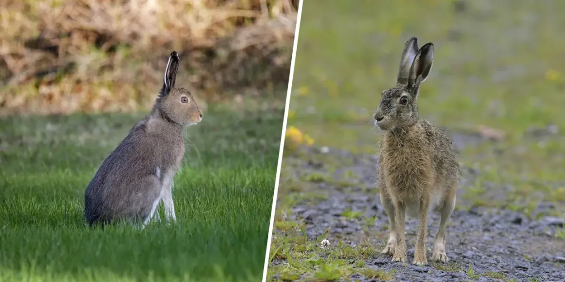 Två harar i olika miljöer. Den vänstra sitter i grönt gräs, den högra står på grus. Det är harjakt tider.