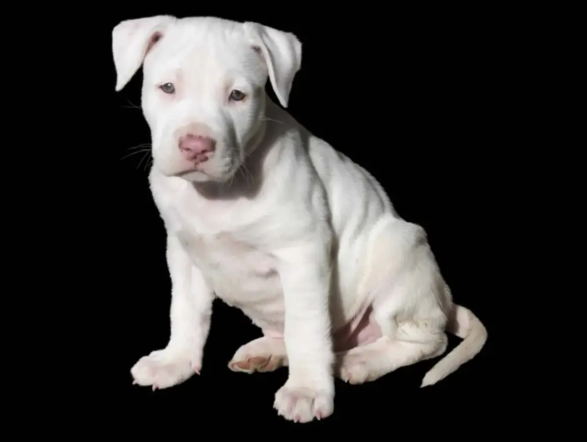 Adorable cachorro pitbull raza pura, blanco como la nieve, sentado con curiosidad.
