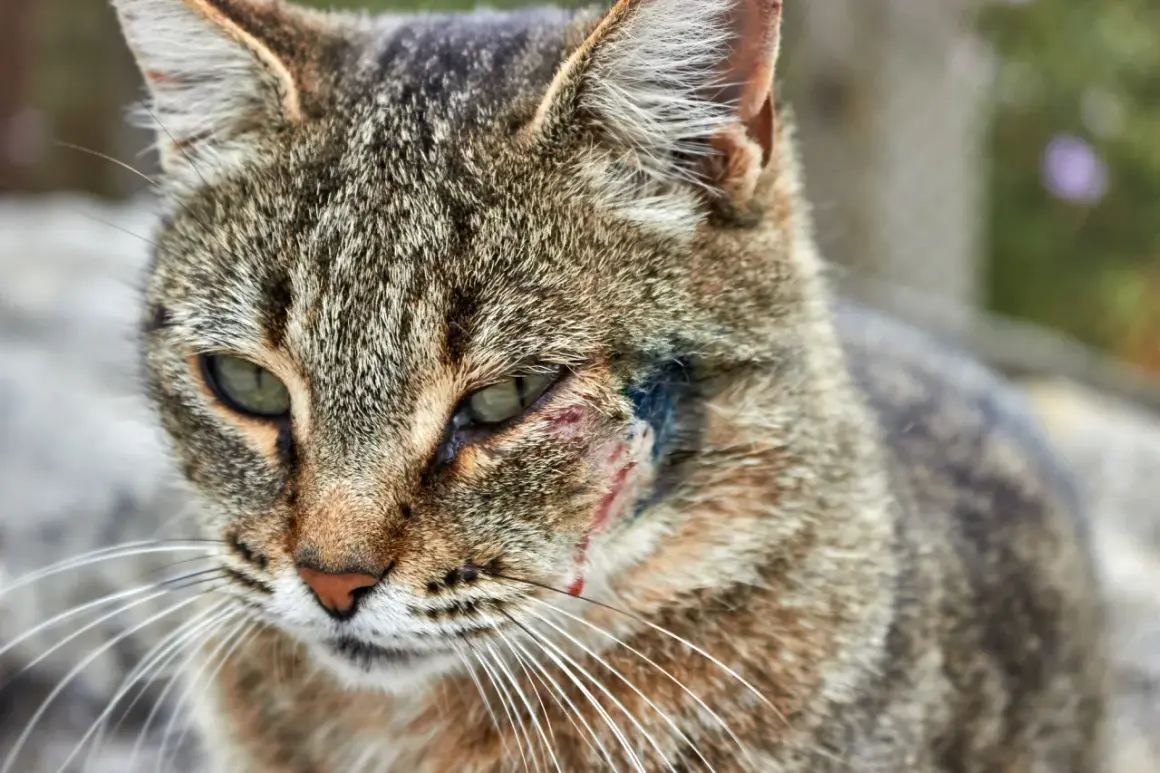 Gros plan sur un chat tigré au regard triste, avec une plaie infectée visible sur sa joue, près de l'œil.