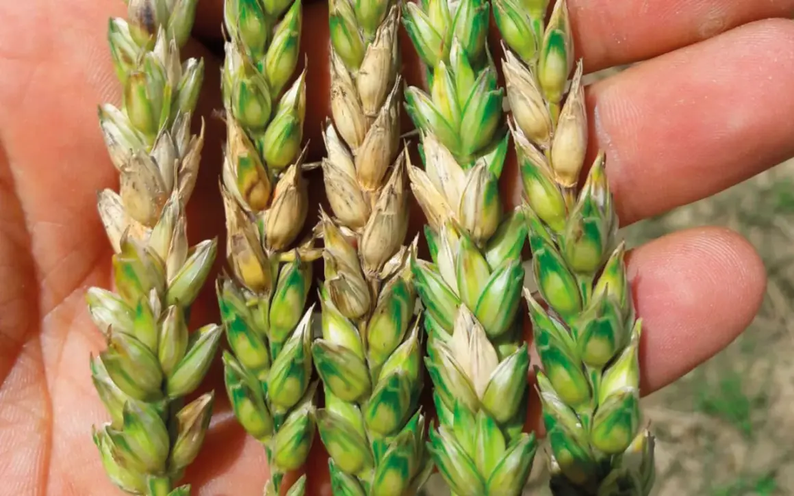 Épis de blé affectés par *Fusarium graminearum*, montrant des grains décolorés et une croissance anormale.