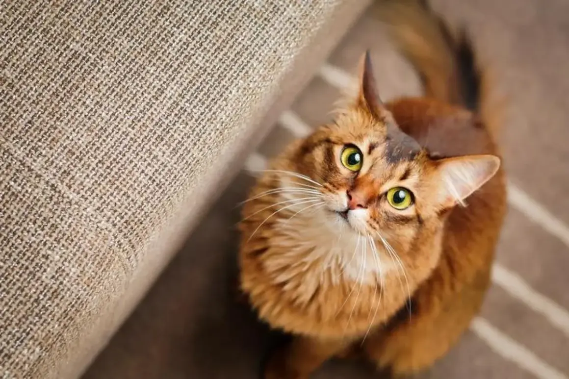 Un chat roux aux yeux verts vous fixe intensément, peut-être se demande-t-il pourquoi mon chat me fixe. Il est assis près d'un canapé.