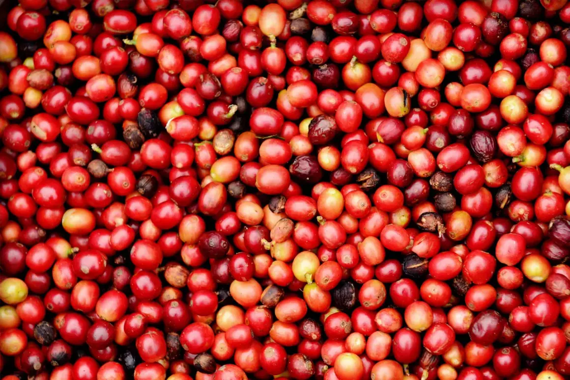 Un primo piano di un mucchio di frutti del caffè rossi e maturi, alcuni con sfumature gialle e marroni.