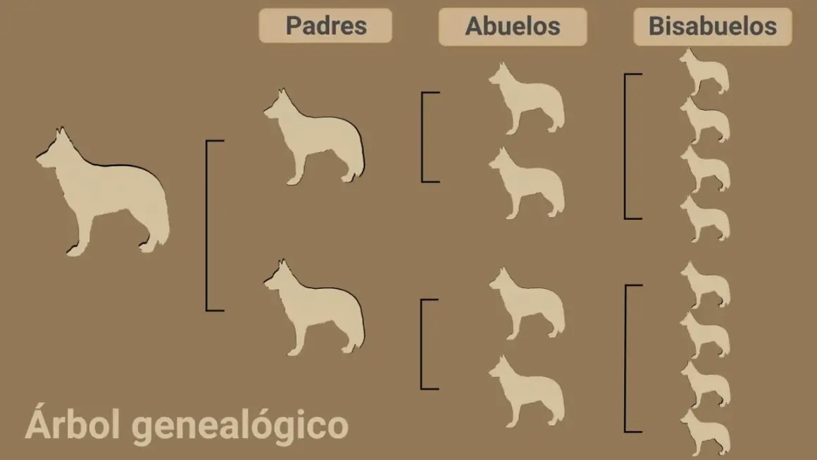 Árbol genealógico de perros. Muestra cómo el pedigree de un perro se remonta a padres, abuelos y bisabuelos, ilustrando su linaje.