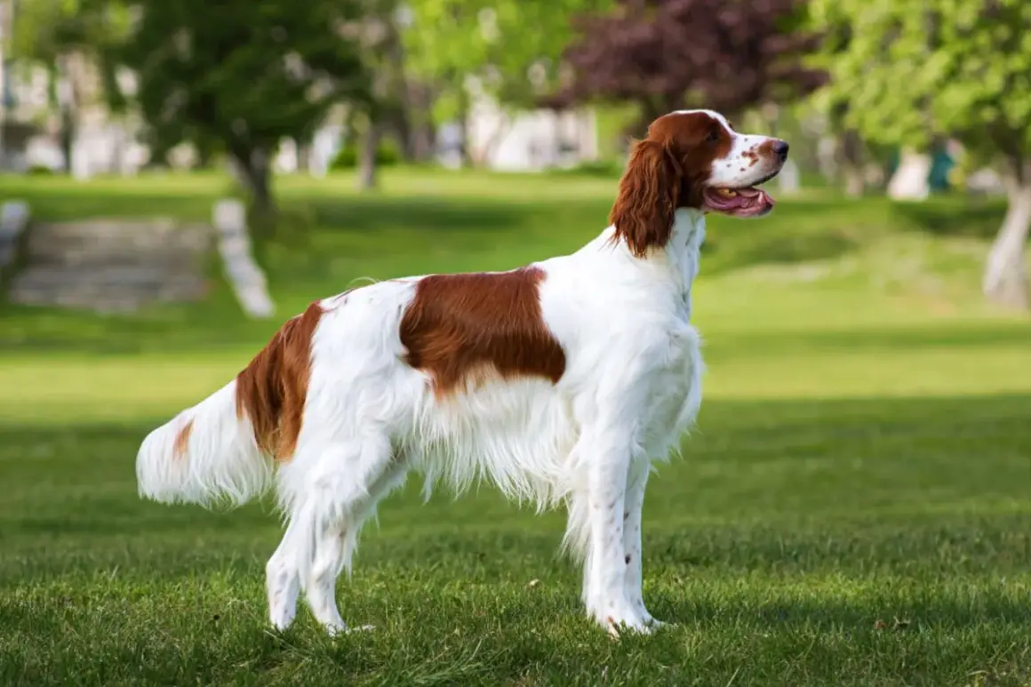 Un elegante setter irlandés, con su pelaje blanco y castaño, posa en un parque verde.