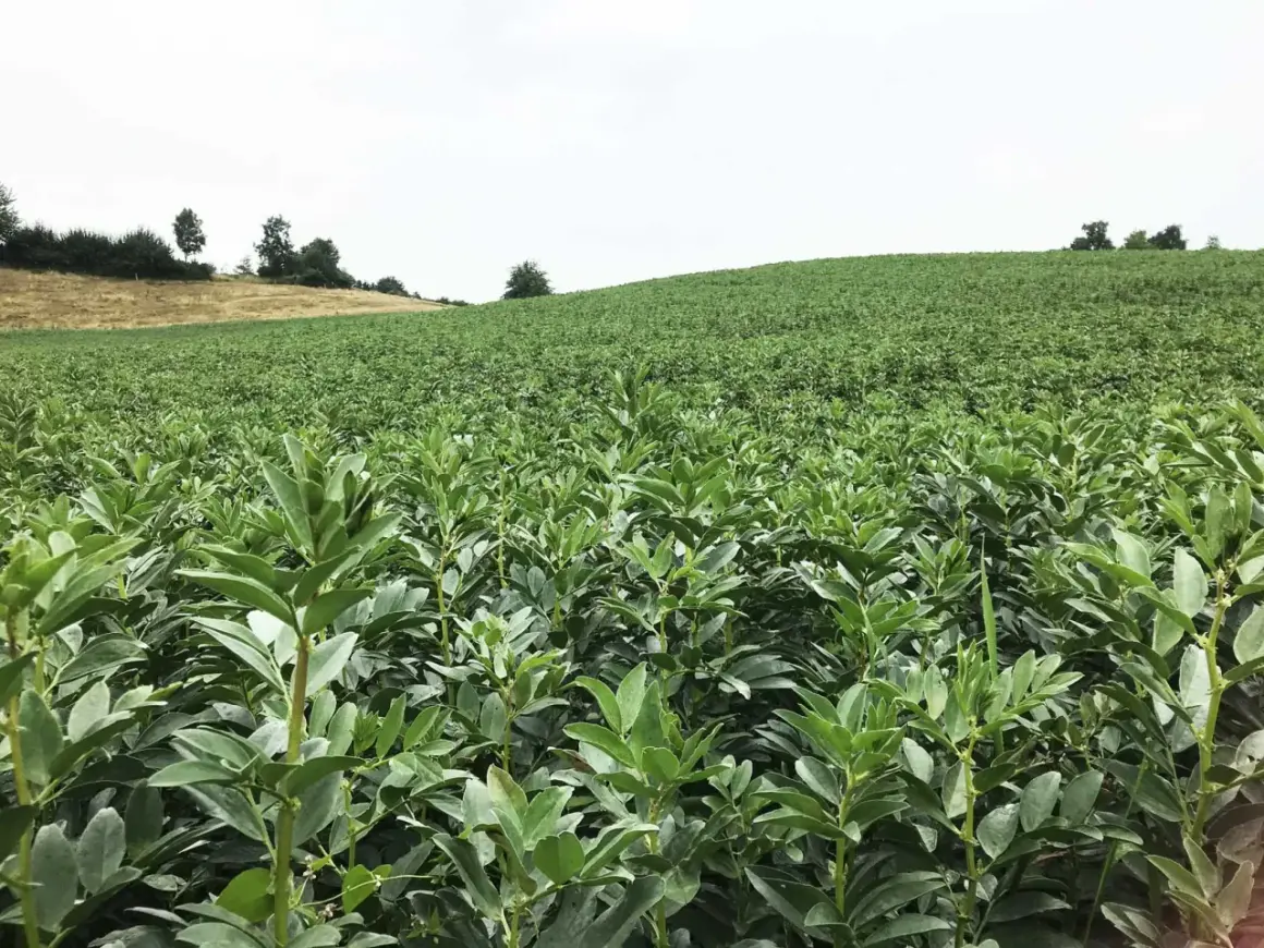 Ein weites Feld mit jungen Bohnenpflanzen, die sich im Vordergrund dicht aneinanderreihen. Im Hintergrund erstreckt sich eine grüne Hügellandschaft unter einem hellen Himmel.
