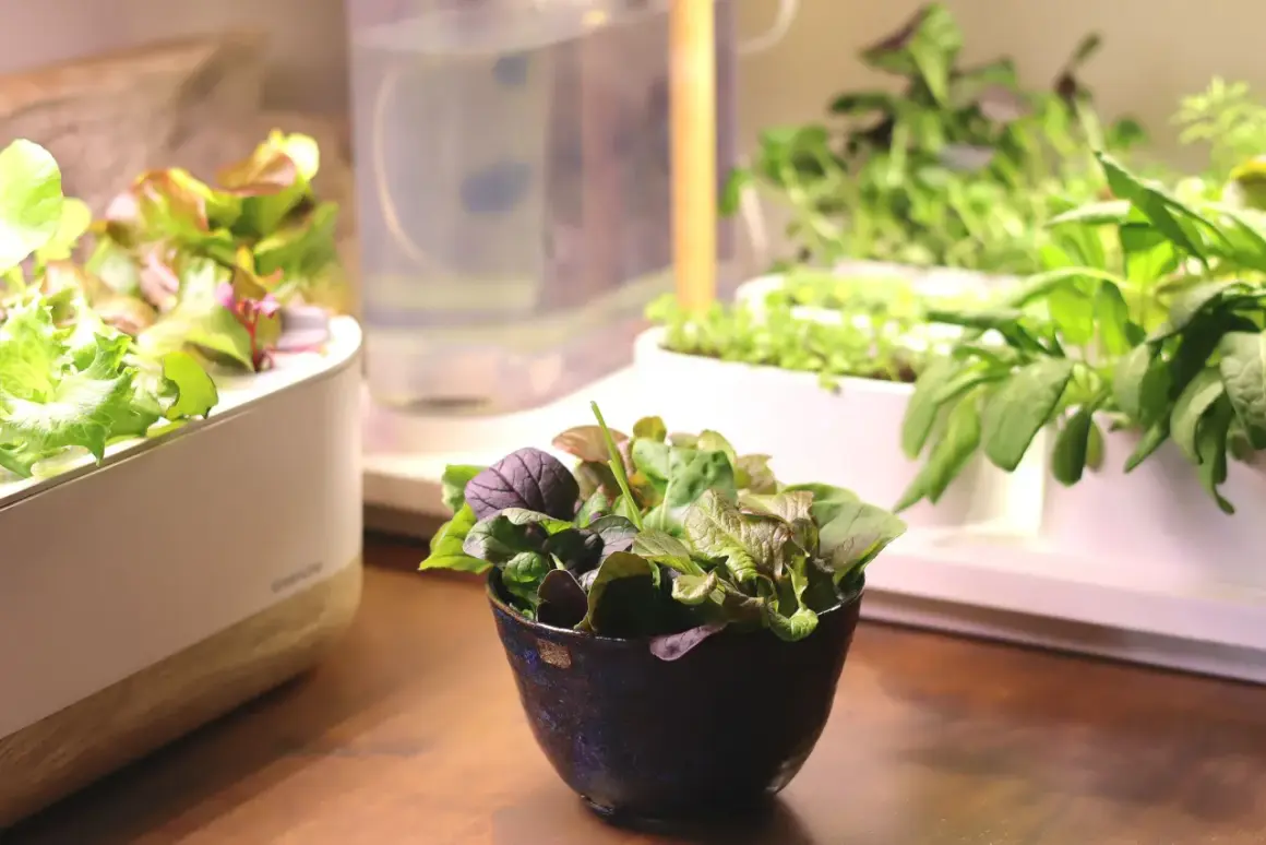 En skål med färsk baby leaf-sallad står på ett träbord, med en hydroponisk odling i bakgrunden.