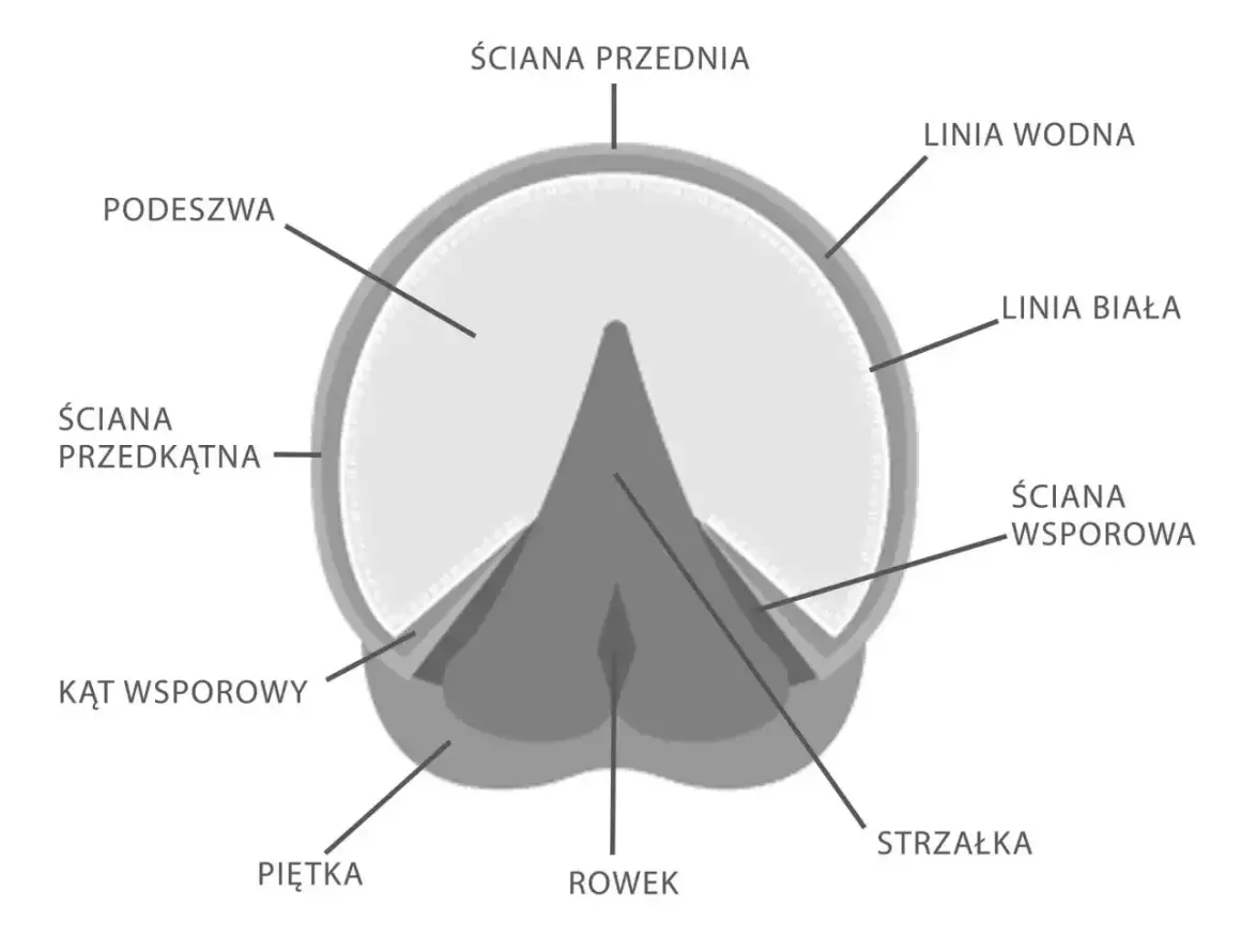 Schemat budowy kopyta konia, z zaznaczonymi elementami jak podeszwa, strzałka i ściany. Wiedza ta może pomóc w znalezieniu odpowiedniego leku na trzeszczki.