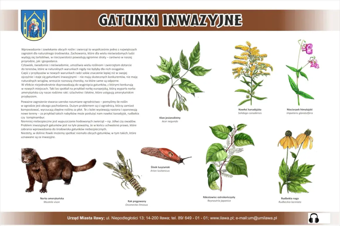 Norka amerykańska, rak pręgowany i nawłoć kanadyjska to przykłady gatunków inwazyjnych w Polsce, które zagrażają rodzimej przyrodzie.