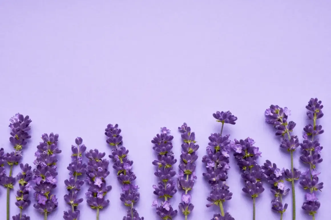 Lavendelblüten auf lila Hintergrund. Der Duft von Linalool beruhigt.