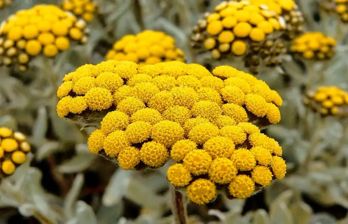 Nahaufnahme von gelben Immortellenblüten. Die **immortelle wirkung psyche** wird oft mit beruhigenden Eigenschaften assoziiert.