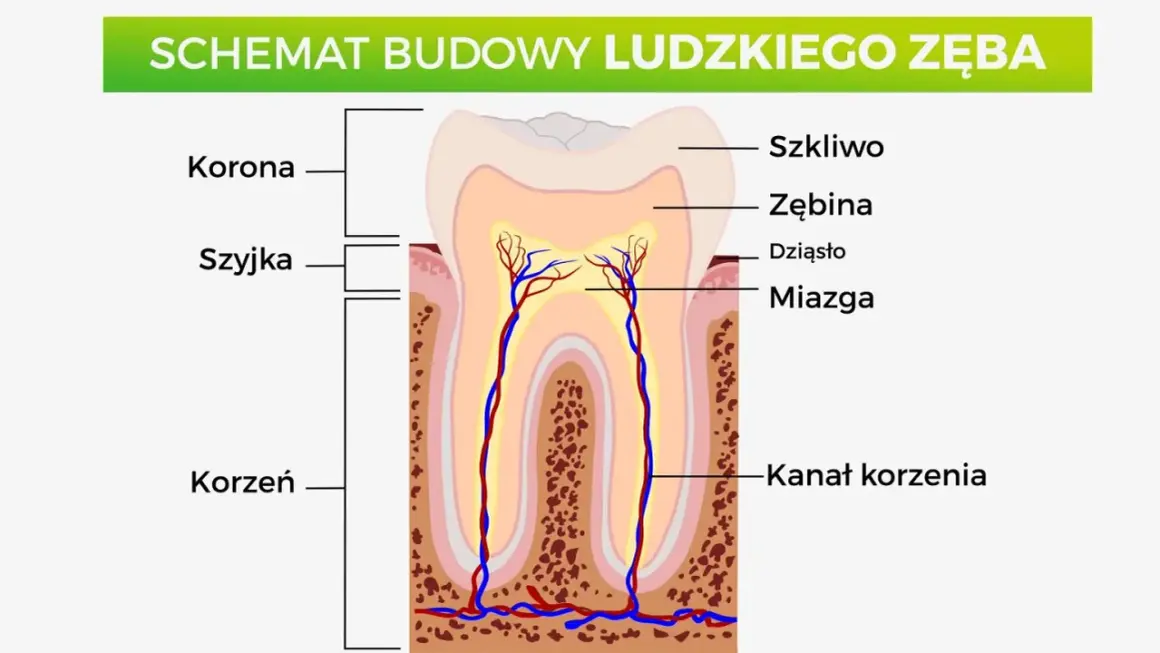 Schemat budowy ludzkiego zęba: korona, szyjka, korzeń, szkliwo, zębina, dziąsło, miazga, kanał korzenia. Poznaj nazwy zębów.